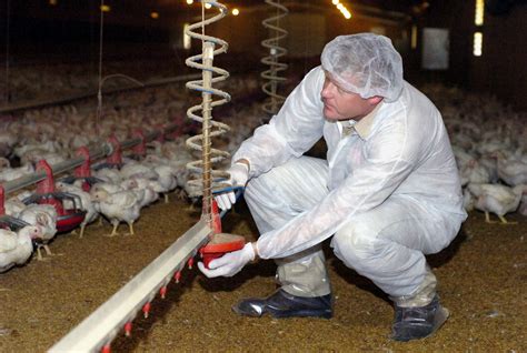 Report Americas Chicken Industry Workers Wear Diapers Business Insider