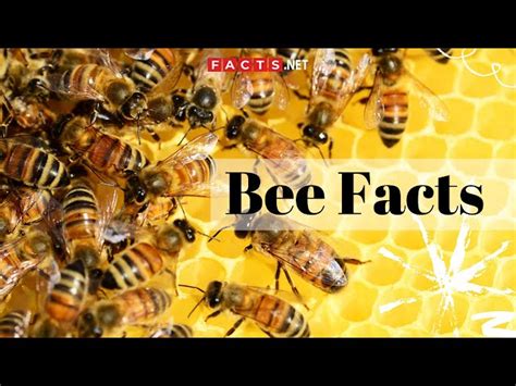 120 Surprising Bee Facts That You Never Knew About
