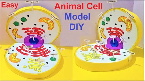 Animal Cell Project Animal Cell Cells Project Animal