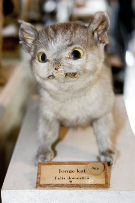 18 Times Taxidermy Went Very Very Wrong Taxidermy Crazy Cats Bad