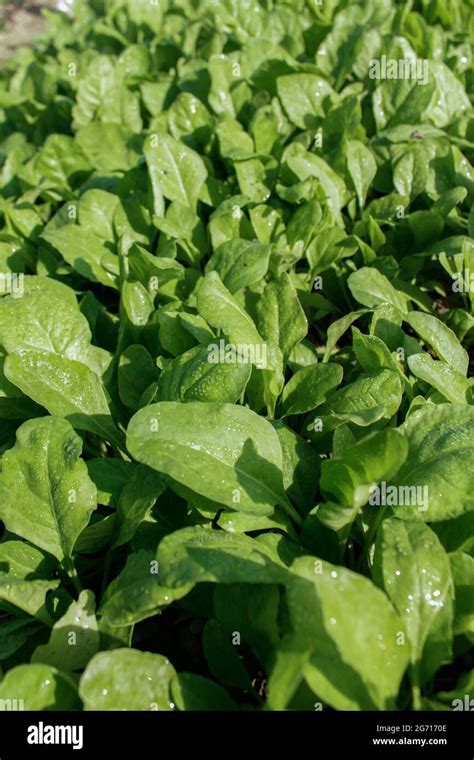 Spinach Plant Growing On Agriculture Field Spinach Plant Image Stock