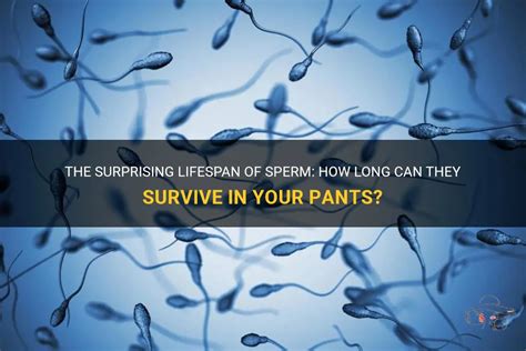 The Surprising Lifespan Of Sperm How Long Can They Survive In Your