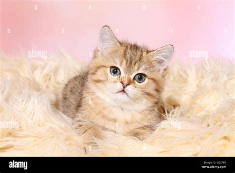 Cute British Shorthair Kitten Stock Photo Alamy