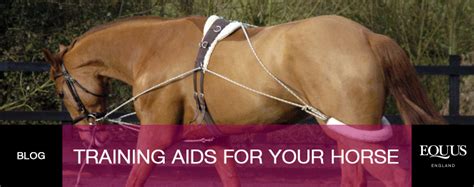 Training Aids For Your Horse Equus