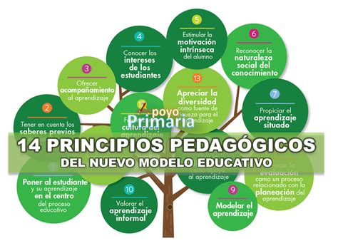 Principios Pedag Gicos Del Nuevo Modelo Educativo Apoyo Primaria