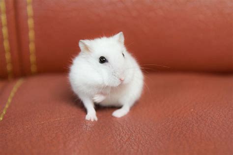 Roborovski Dwarf Hamster Everything You Need To Know Mammals Guide