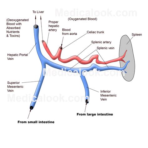 The heart is a unidirectional pump. The Blood Vessel That Carries Blood From Gut To The Liver ...