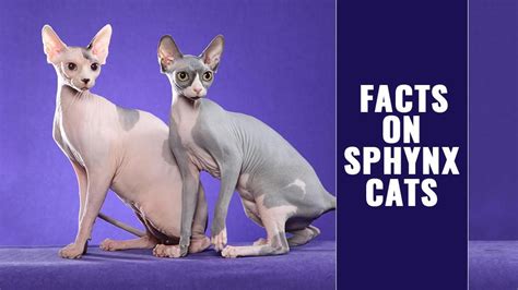 Sphynx Cat Complete Breed Information On The Hairless Cats Petmoo