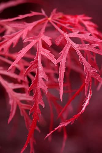Japanese Maple Leaf Brian Flickr