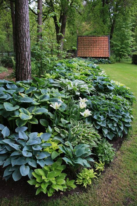 Shade Garden How To Plant Groups Of Hostas To Brighten Up The Gloom