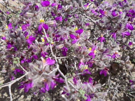 Many last only a day. The High Desert Arizona Purple Flowers | Flickr - Photo ...