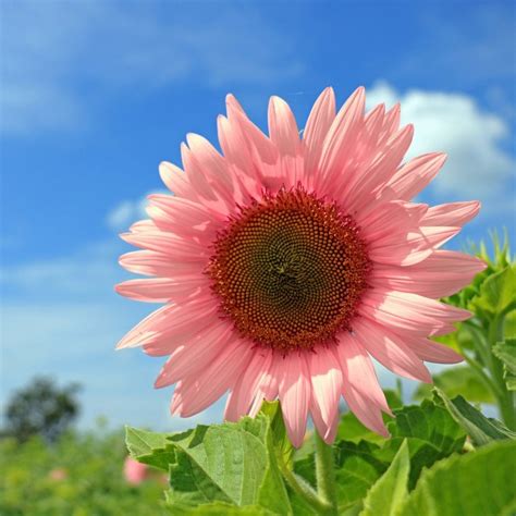 Iris Tectorum Rose Sunflower 50pcs Pink Sunflower Seeds