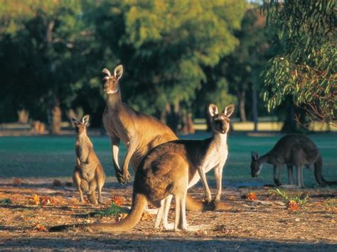 Southwest Australia Tour Coast Forest And Wineries Responsible Travel