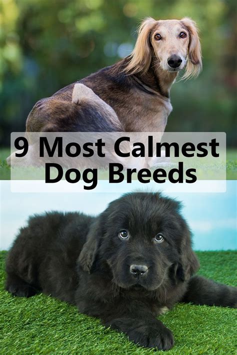 9 Most Calme Dog Breeds Calm Dog Breeds Calm Dogs Top Dog Breeds