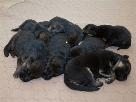 A german shepherd rescue group is an excellent resource for gsd adoption. Vollmond - German Shepherd Puppies For Sale | Chicago ...