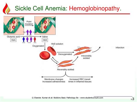 Ppt Haem14 Hemolytic Anemia Congenital Powerpoint Presentation Free