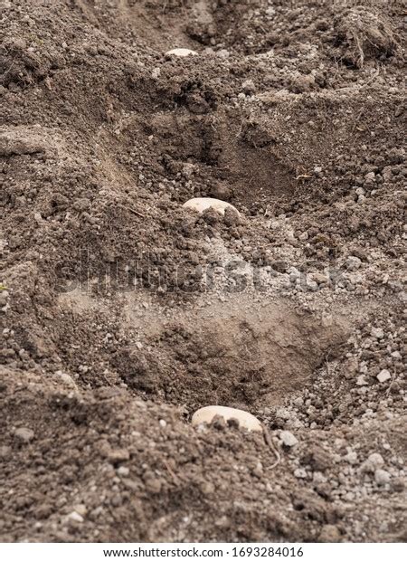 Seed Potatoes Lying Trench Soil Planting Stock Photo 1693284016