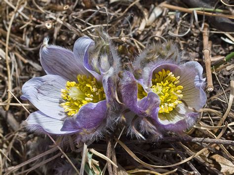 Pulsatilla Anemone Patens American Pasque Flowerprairi Flickr