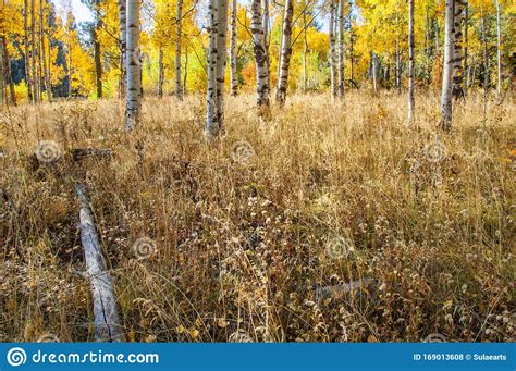 White Barked Quaking Aspen Trees Under Autumn Golden Leaves Stock Photo