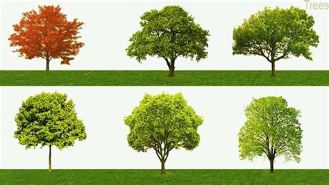 Tree Names Meaning And Pictures Trees Vocabulary Youtube Trees To