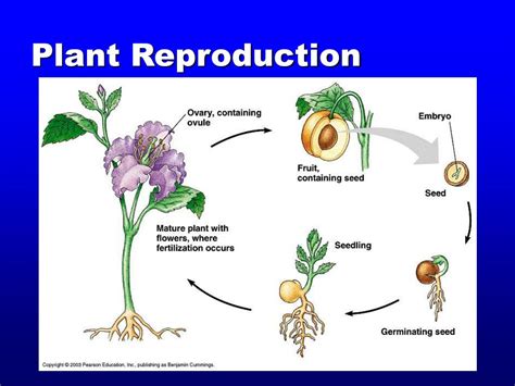 Our topic for today is sexual reproduction in flowering plants.let us learn about the male and female reproductive parts of flowering plants.stamen is the. PPT - Reproduction system PowerPoint Presentation - ID:3147252