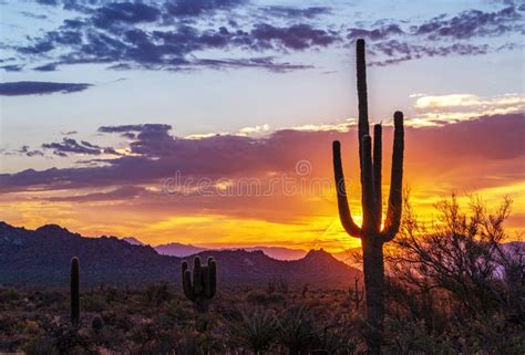 Vibrant Arizona Desert Sunrise With Cactus And Mountains In Background