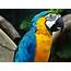 Macaws Parrot  15 Free HQ Online Puzzle Games On Newcastlebeach 2020