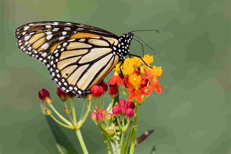 7 flowers that attract monarch butterflies