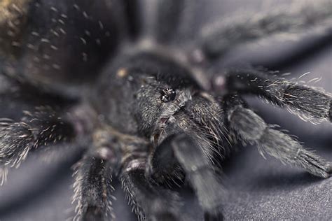 Brazylijska Czarna Tarantula Obrazy Zdjęcia I Ilustracje Istock
