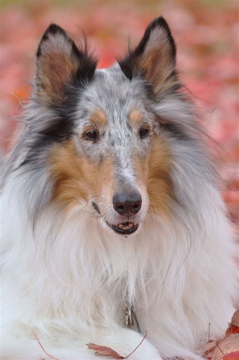 Collie Puppies Collie Dog Dogs And Puppies Smooth Collie Rough