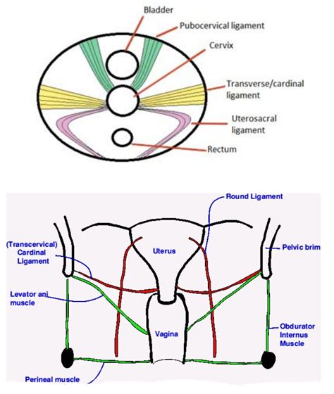 transverse cervical ligament of uterus