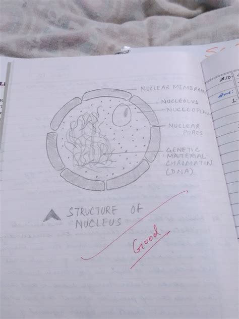 In the diagram of human body the parts like head neck limbs are labelled. draw a well label diagram of eukaryotic nucleus - Science ...