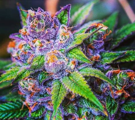 Purple Kush Cannabis Review Everything You Need To Know