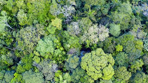 Tropical Forests Are Losing Their Ability To Absorb Carbon Study Finds