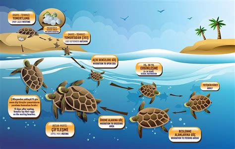 Life Cycle Of Sea Turtles See Images And Photos Finde