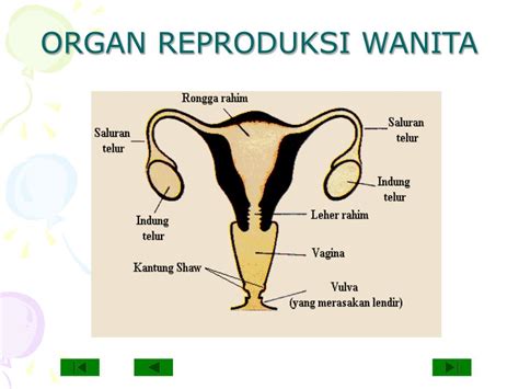 Ppt Sistem Reproduksi Wanita Caritahu