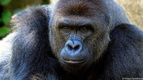 Harambe Cincinnati Zoo Animals Gorilla