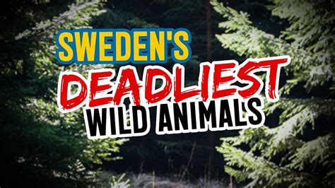 Swedens Deadliest Wild Animals Its Not What You Think Youtube