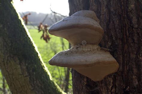 Fungi Parasites Or Mushrooms On Oak Tree Trunk For Symbiosis Stock