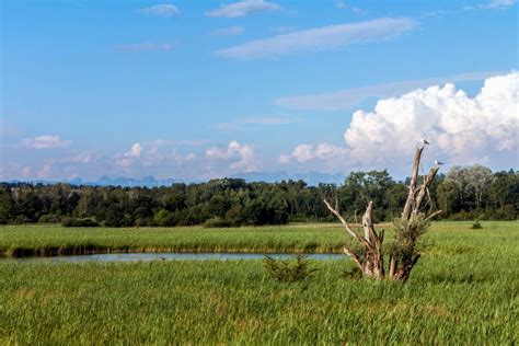 Free Picture Swamp Landscape Nature Blue Sky Tree Grass