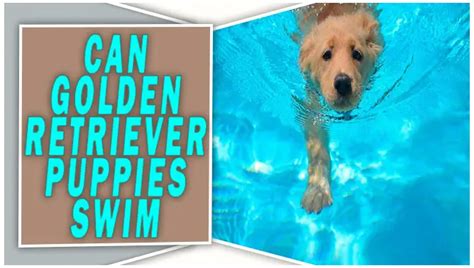 Can Golden Retriever Puppies Swim Dont Miss Out
