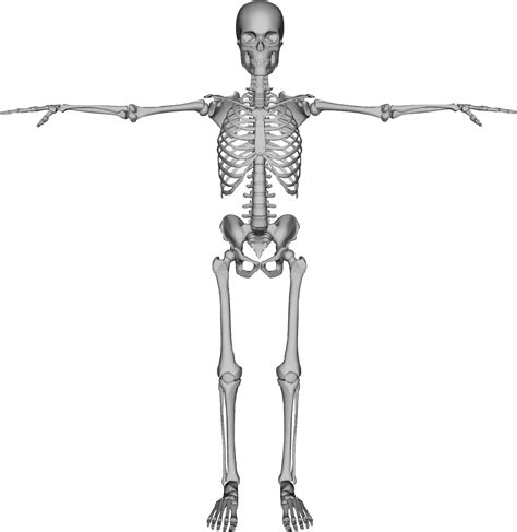 Skeleton Png Gambar Latar Belakang Transparan Png Arts
