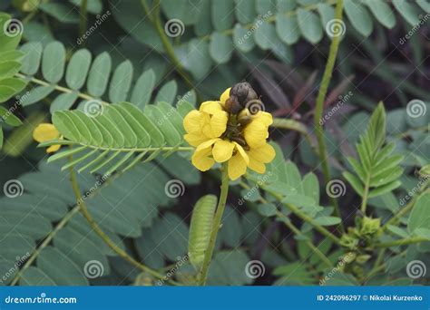 Image Of African Senna Plant In Blossom Stock Image Image Of Foliage