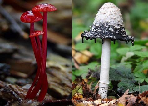 6 Colourful Mushrooms Save Our Green
