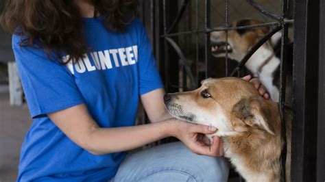 Thinking Of Volunteering At An Animal Shelter Heres What You Need To Know