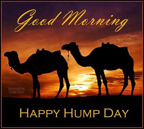 Good Morning Happy Hump Day Camels Hump Day Quotes Wednesday Morning