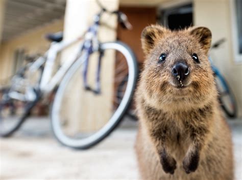 When national geographic deems an animal the happiest on earth, you take note. Quokka Selfie Trend Has People Posing with Adorable ...