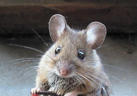 Mice Got Pests Board Of Pesticides Control Maine Dacf
