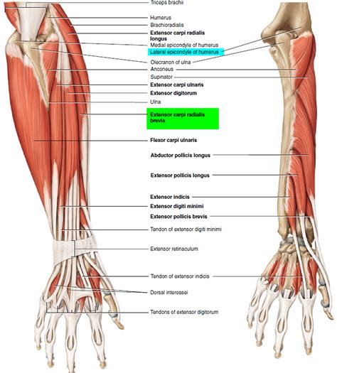 The muscles of the forearm are predominantly slow twitch. slow twitch muscles are very resistant alternate days so that the muscles and tendons have time to recover from the previous workout. Tendonitis - Patellar, Peroneal, Knee, Foot, Wrist, Biceps ...