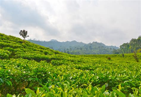 Perkebunan Teh Gunung Gambir Green Tea Plantations